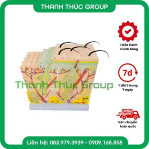 MÔ HÌNH 3D CẤU TẠO DA NGƯỜI SIZE NHỎ